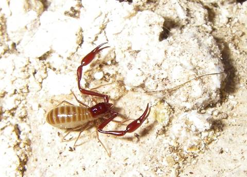 Great Basin Cave Pseudoscorpion (Microcreagris grandis)